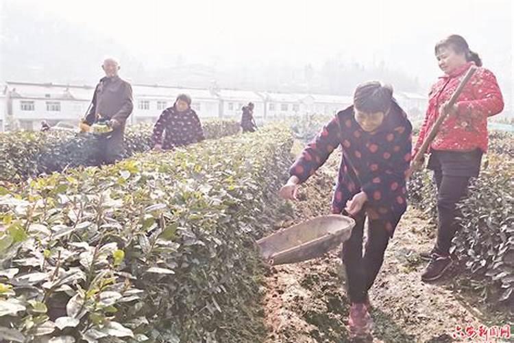 白茶什么时施肥最佳？