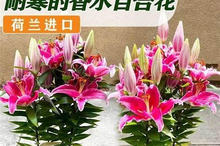 香水百合种植方法