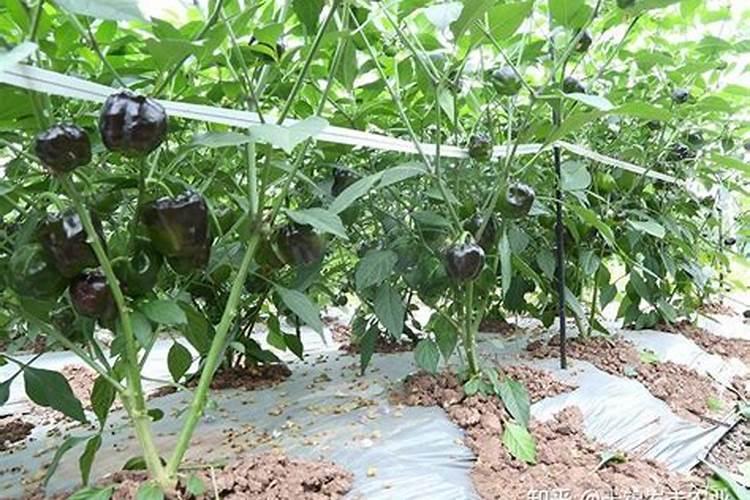 沙漠玫瑰用什么肥料最好