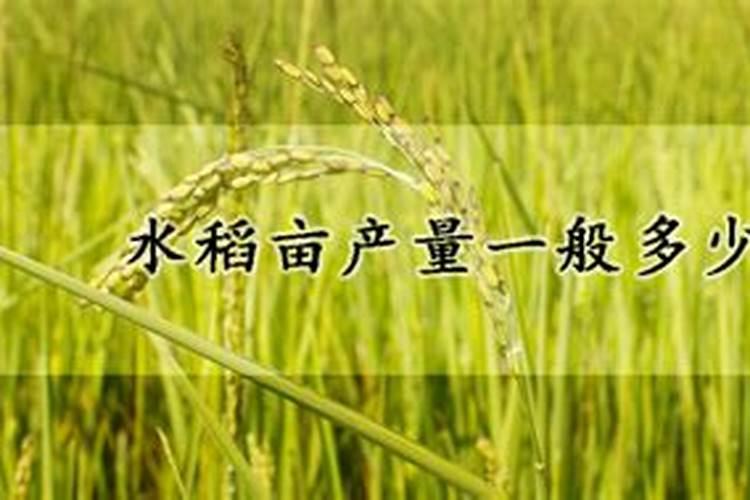 水稻分蘖期喷什么叶面肥好