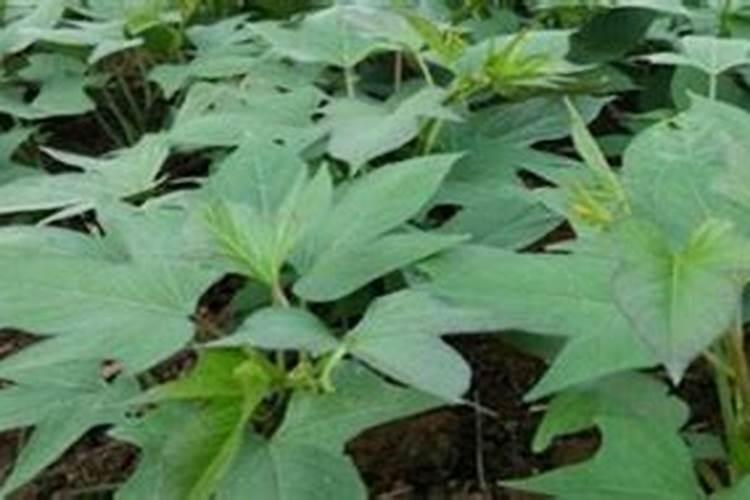 大量元素水溶肥执行标准