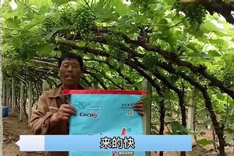 哪种叶面肥效果最好？
