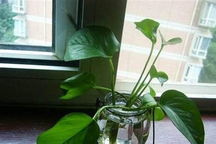 草莓滴灌钙肥一亩多少斤？