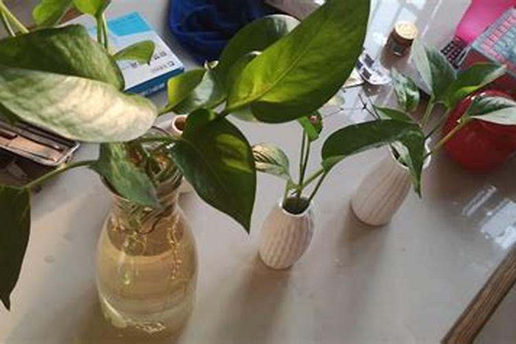 我想用糖蜜发酵液做液体冲施肥,求高人指点配方和工艺!