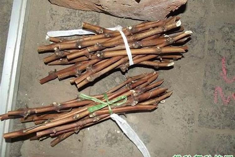 老鸦柿下山桩怎么养护