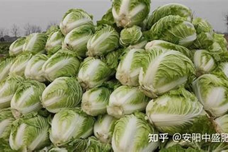 种大白菜,底肥能用复合肥吗？