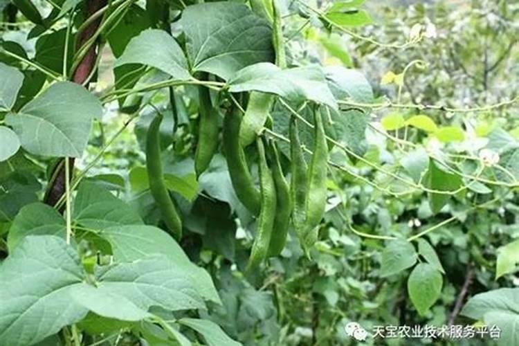 小叶雀梅新疆好养吗？