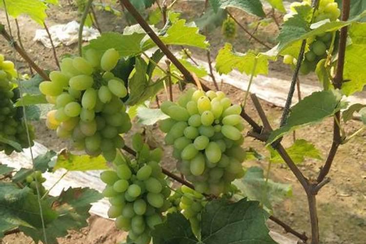 小米坏了怎么发酵成肥料