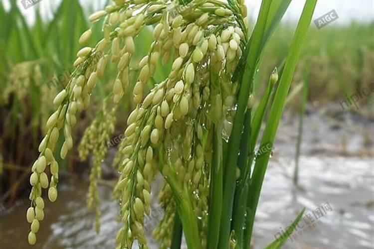 水稻灌浆期用什么叶面肥可增产