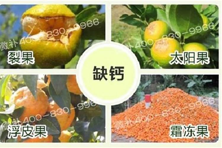 柑橘一年要施多少肥？怎样实现柑橘高产？