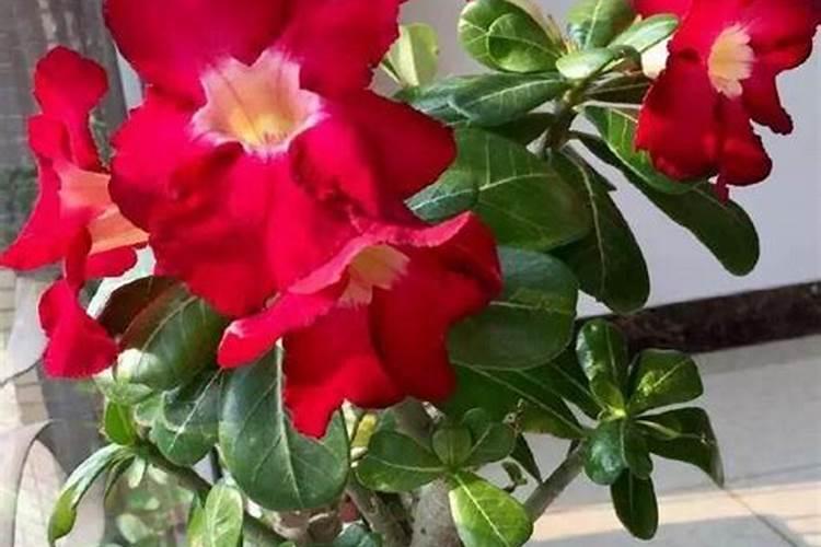 罗汉果点完花之后撒什么肥料