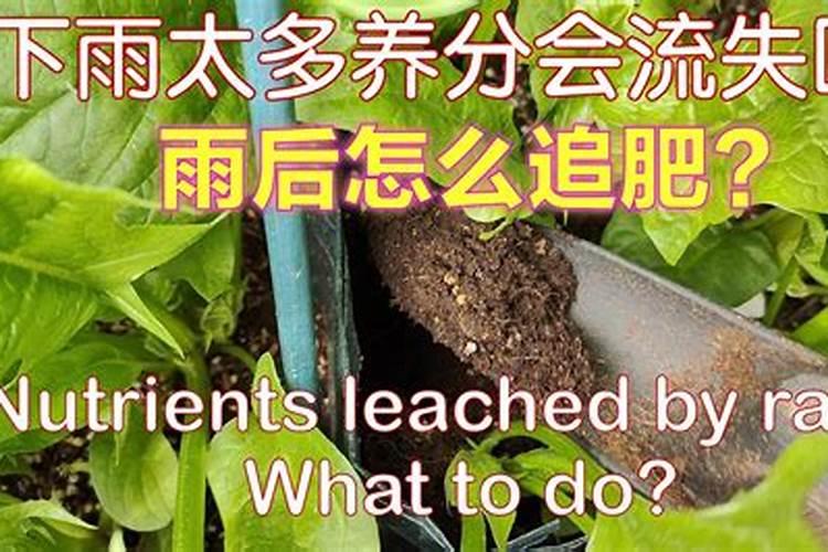 大蒜施肥时间及方法