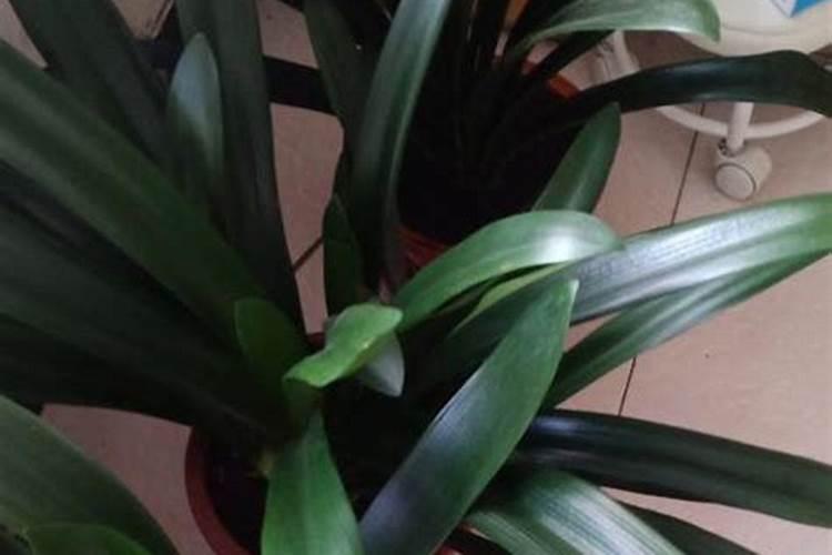 君子兰怎样用,用什么叶面肥