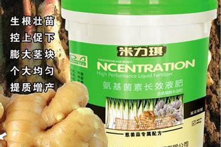 栽杉树成活最高的方法 杉树的栽培技术要点