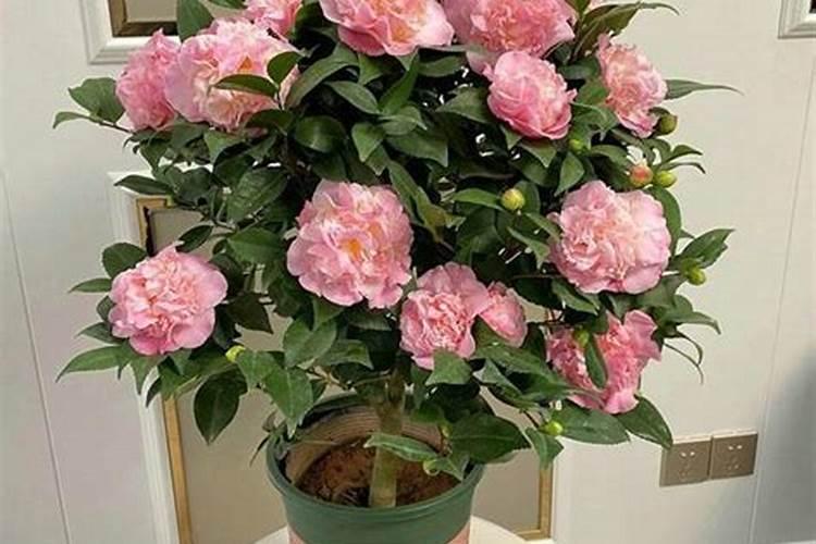 栀子花开花期可以使用磷酸二氢钾浇灌吗？