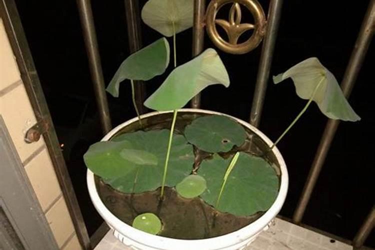 朴树什么时候移栽最好