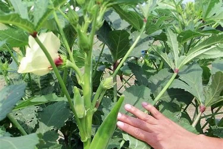 秋葵开花结果期施三个15复合肥好吗？