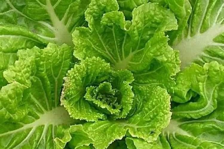 种蔬菜用什么肥料最好