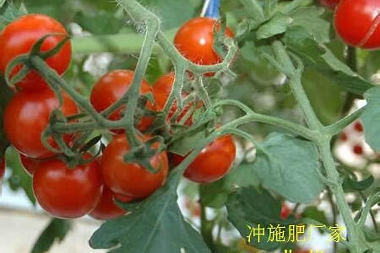 炭屑是什么