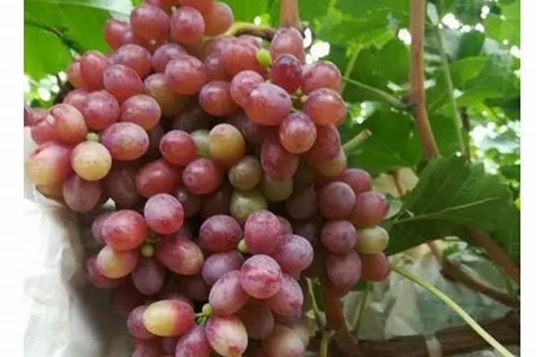 碳酸氢铵可以做肥料吗
