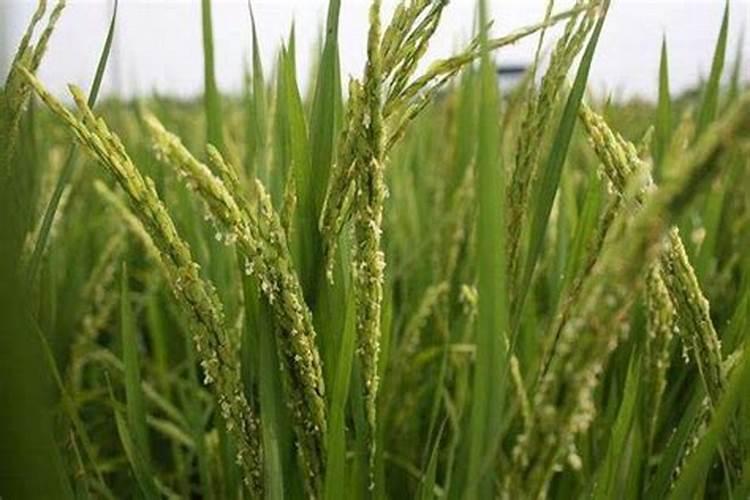 农业种植用颗粒水溶肥真的好吗？