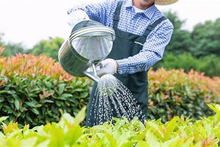 硼肥对小麦的作用与功效
