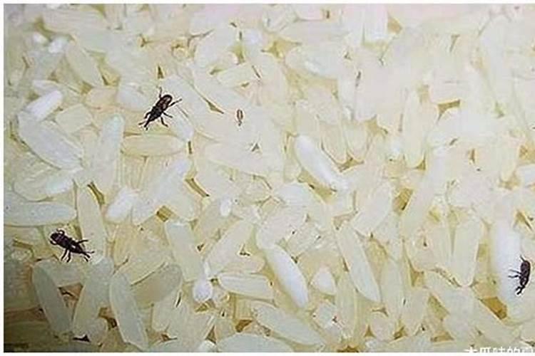 大米生虫不要扔!教你一招
