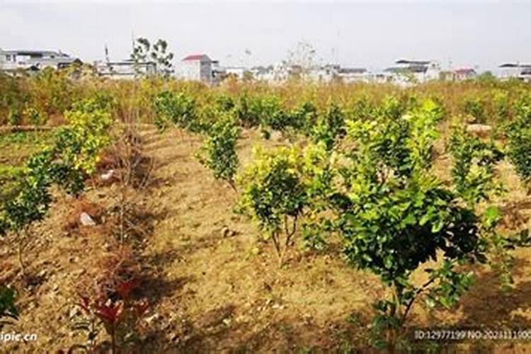 茉莉肥大了叶子卷了还会活吗