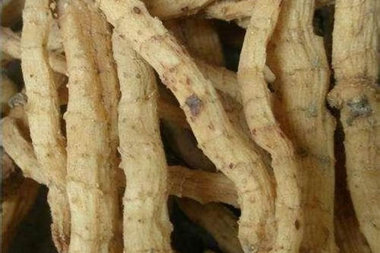 发财树别只浇水,常用3种肥,长得繁茂,叶子浓绿