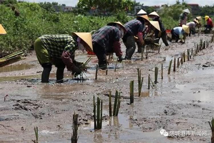 芸苔素内脂使柿树休眠不发芽吗？