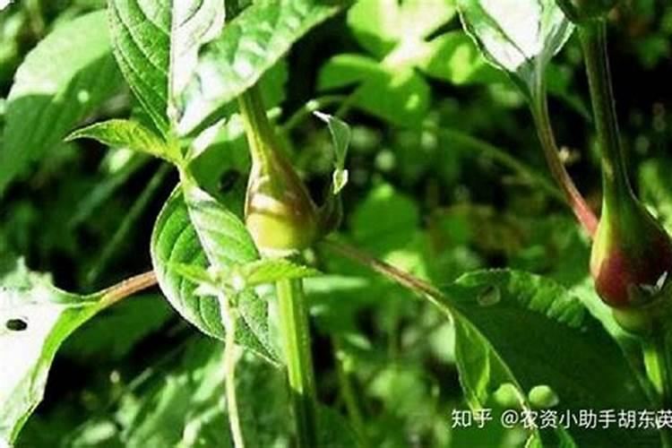 丹参高产详细的种植方法？