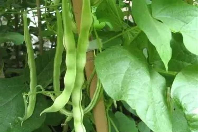 豆角施什么肥