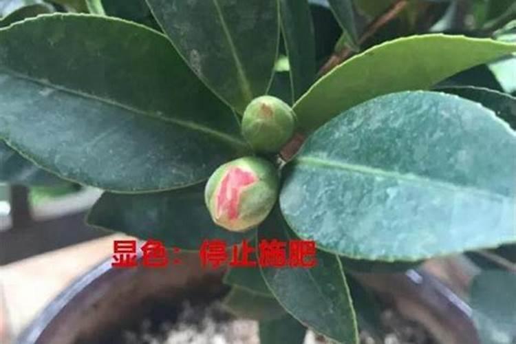杜鹃花开败后如何管理