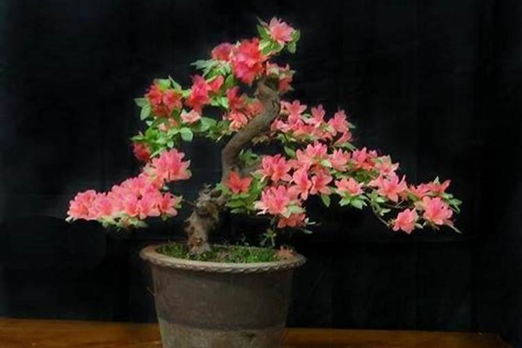 杜鹃花怎样浇水施肥？