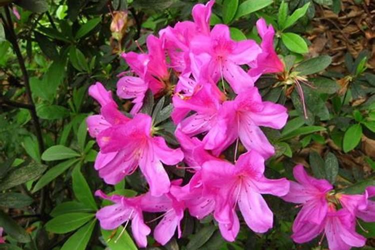 氮肥、磷肥、钾肥各是适用哪些状况的植物？