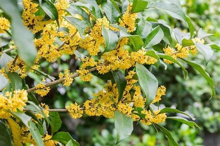 桂花树枝叶少用什么叶面肥能让枝叶茂盛