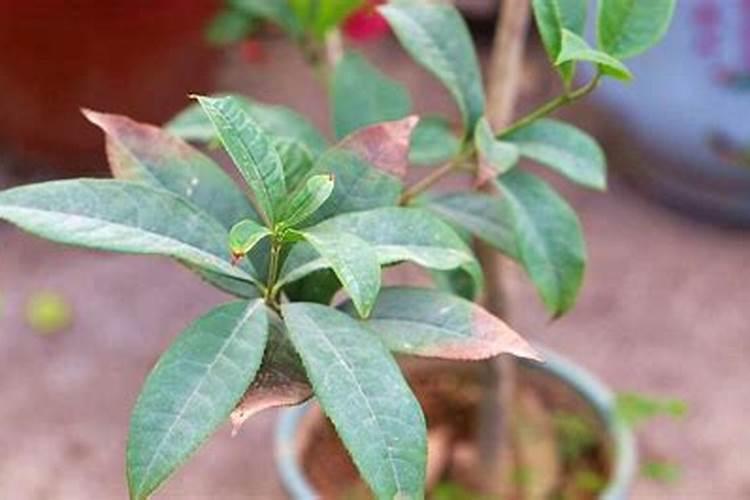 桂花树一般都使用什么叶面肥
