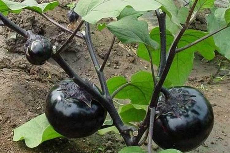 土壤酸化严重,苹果树锰中毒怎么办？