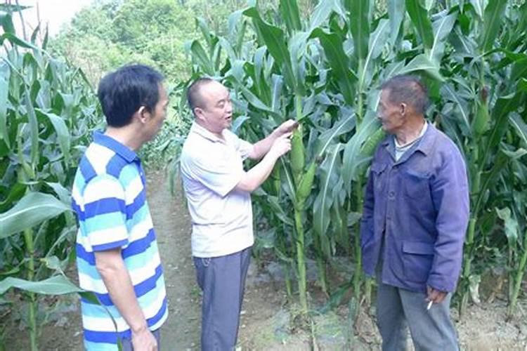 绿叶观赏植物施什么肥最好