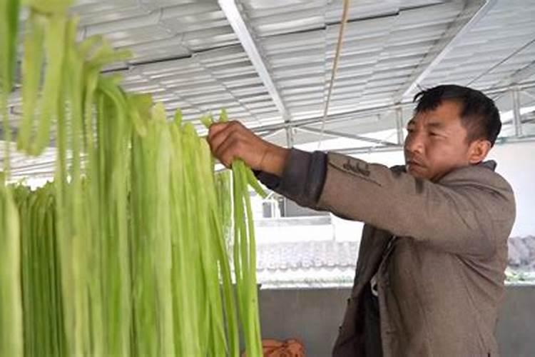 贡菜是怎么种植的