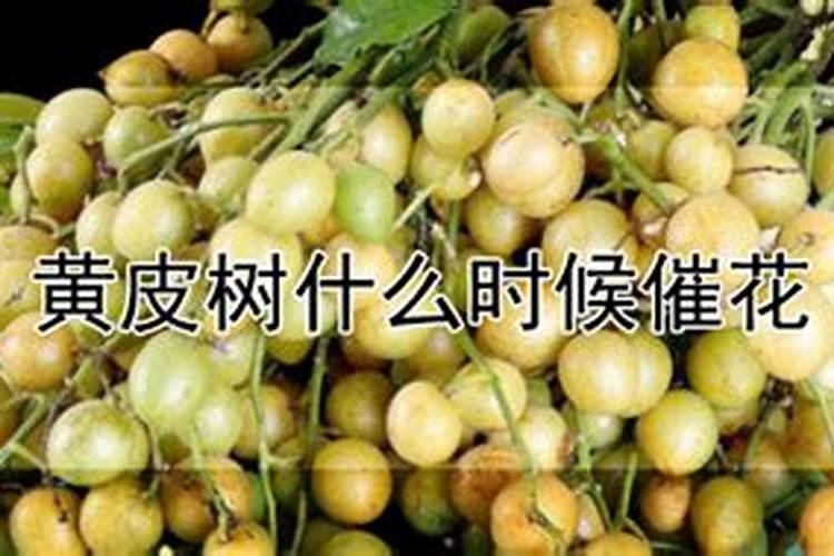黄皮树怎样促花保果 黄皮树怎样促花保果呢