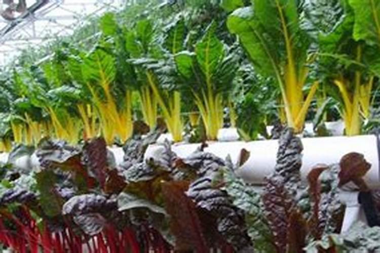 配制蔬菜无土栽培营养液可供选择的钙肥有哪些？有什么特性？