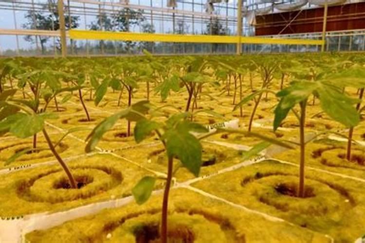 配制蔬菜无土栽培营养液可供选择的钙肥有哪些？有什么特性？