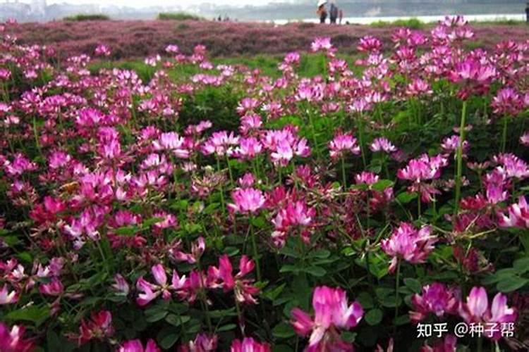 什么花卉好看又好养