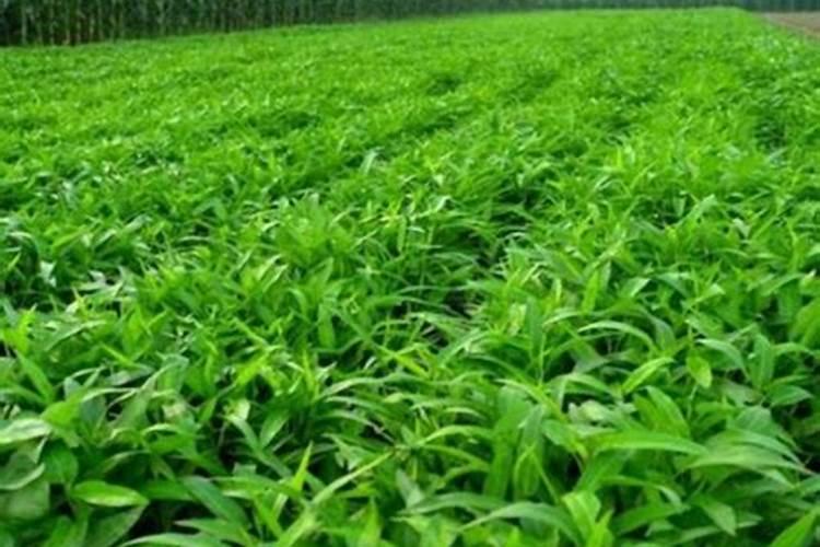 空心菜出苗后多久施肥 空心菜苗期施肥时间是多少？