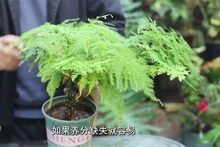 小麦开花期能打叶面肥吗