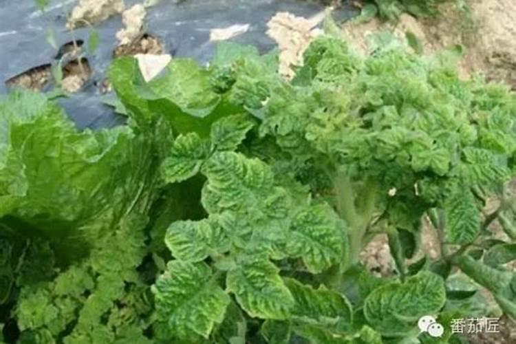 油菜施什么肥好