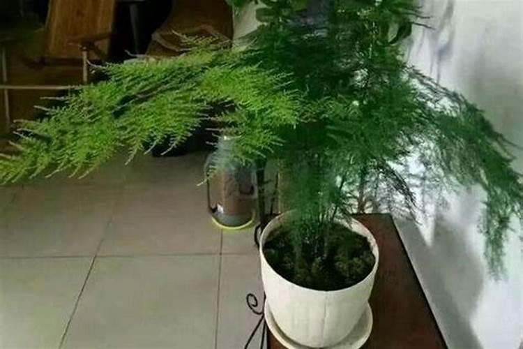 请问文竹施肥能不能施氮肥？还有磷肥和硼肥是什么？