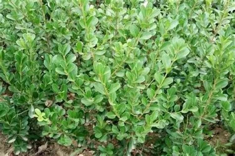 瓜子黄杨的养殖方法和注意事项