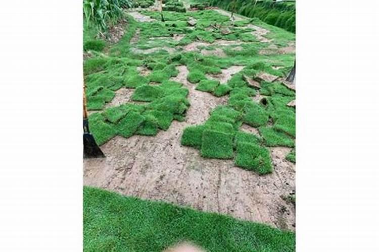 草坪最佳种植时间和方法是什么？
